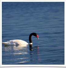 Black-Necked Swan - Paddling Black-Necked Swan - Paddling